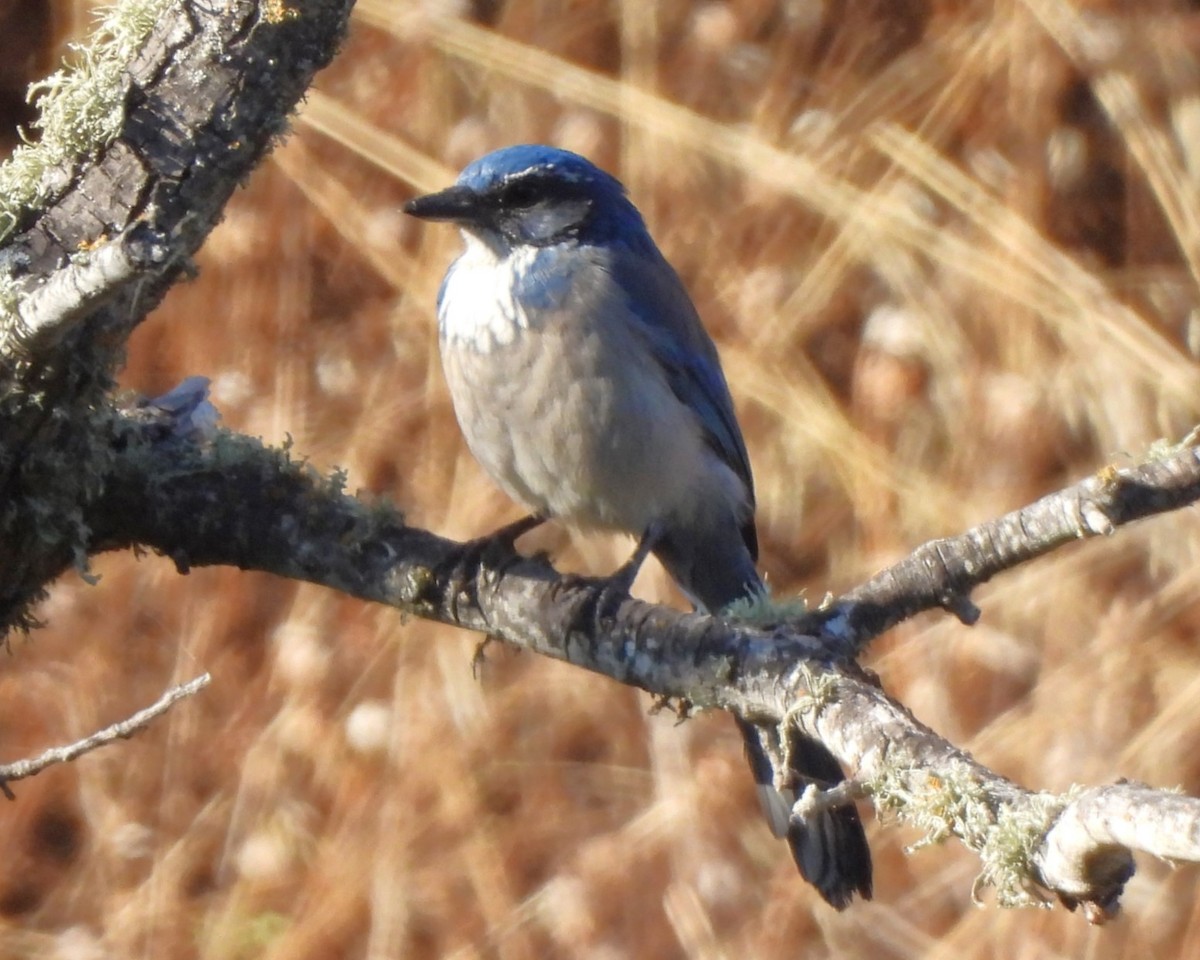 California Scrub-Jay - ML608349218