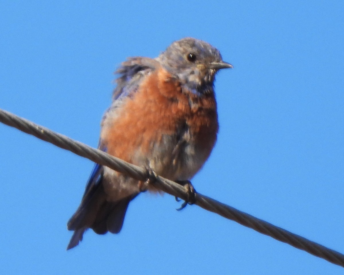 Western Bluebird - ML608349220