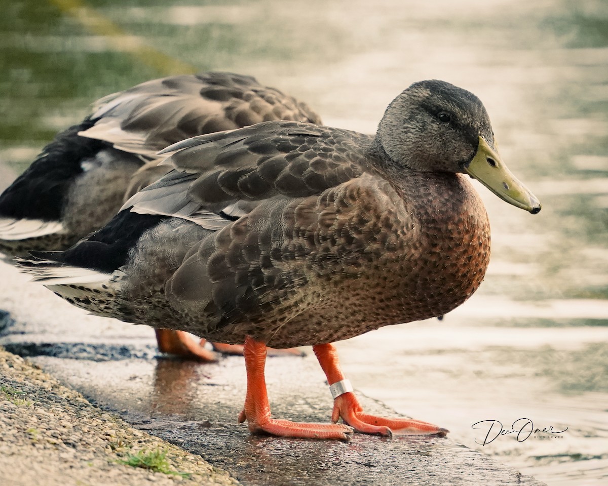 Mallard - ML608349231