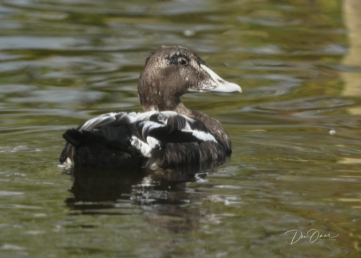 Common Eider - ML608349234
