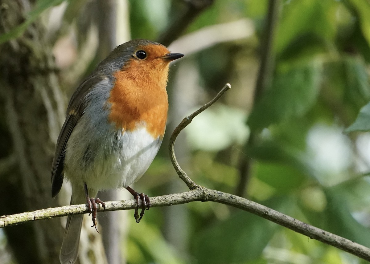 European Robin - ML608349238