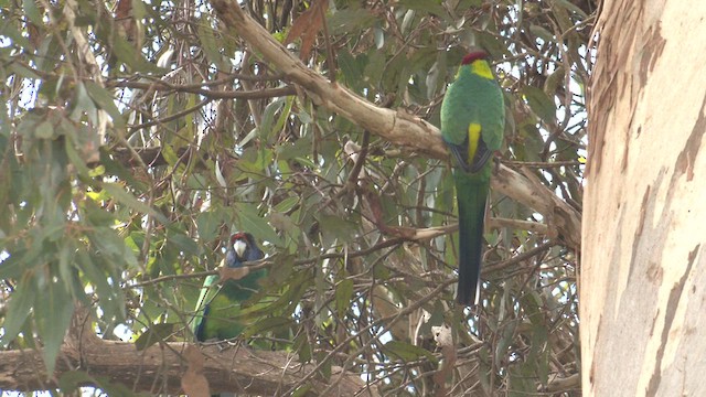 Red-capped Parrot - ML608349301