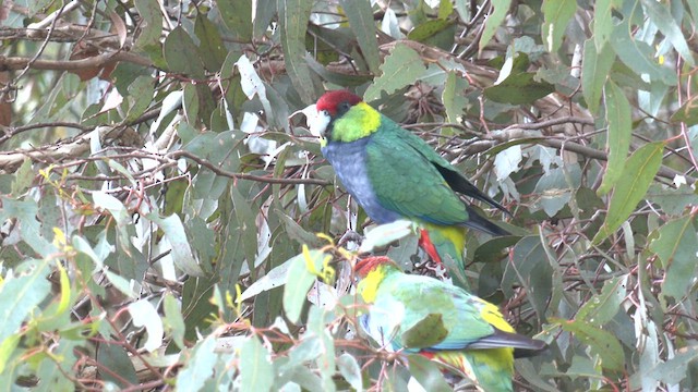 Red-capped Parrot - ML608349307