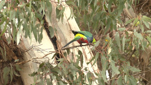 Red-capped Parrot - ML608349322