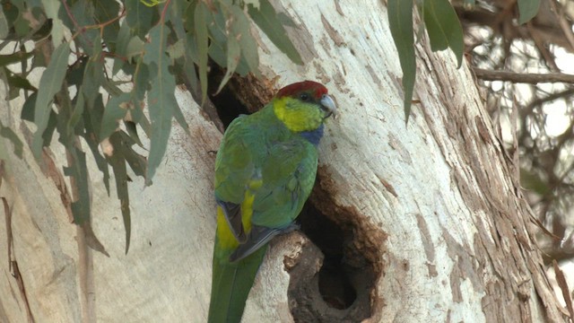 Red-capped Parrot - ML608349325