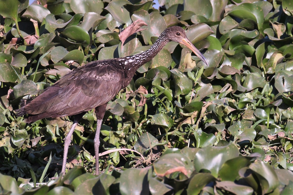 Limpkin - ML608349408