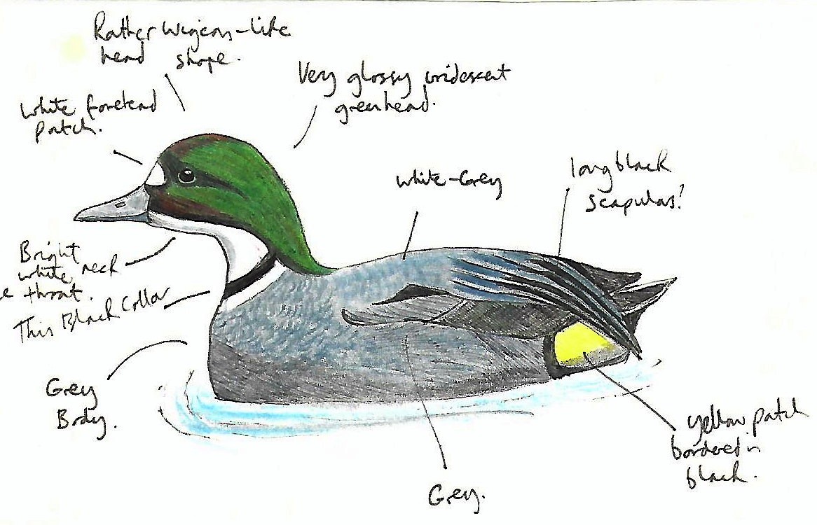 Falcated Duck - Andrew Collins