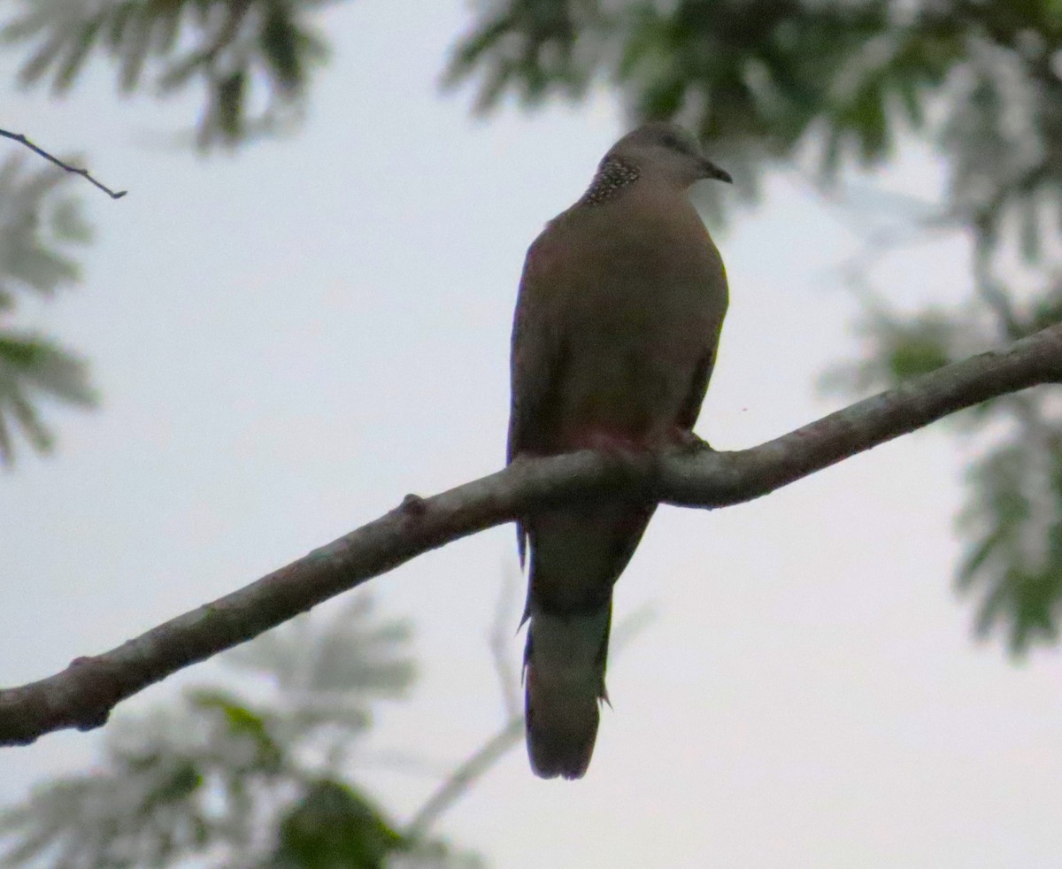 Spotted Dove - ML608349426