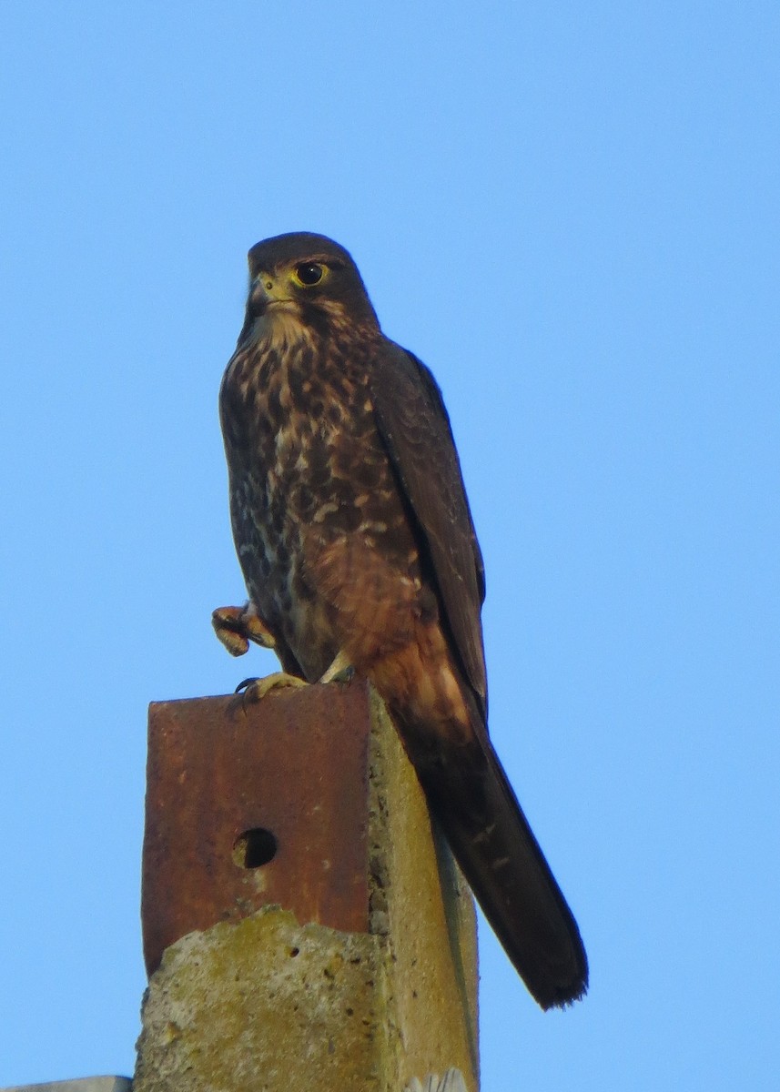 New Zealand Falcon - Ron Jackson