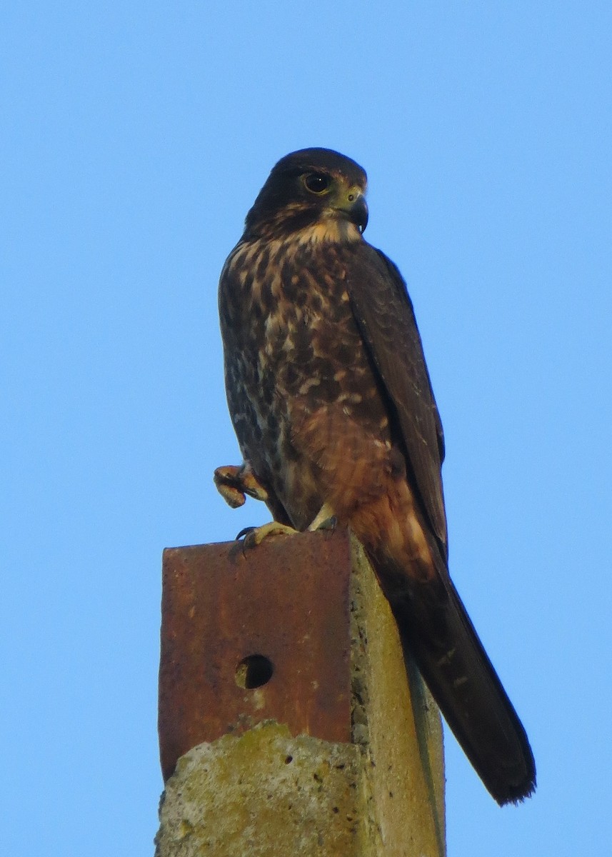 New Zealand Falcon - Ron Jackson