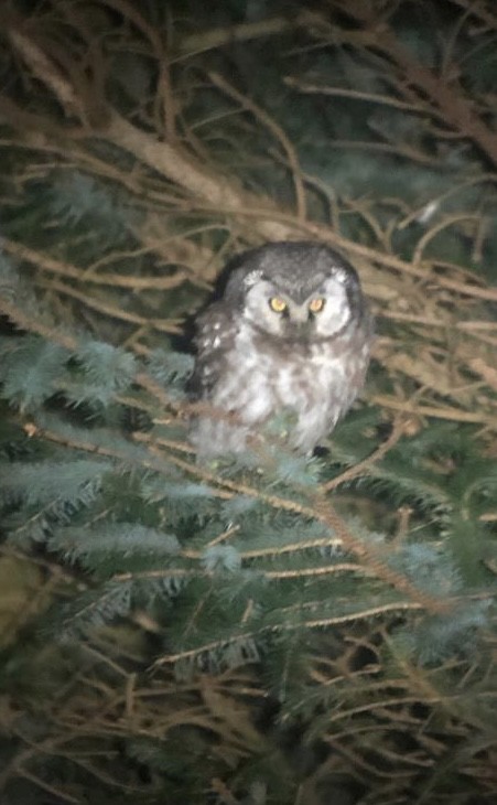 Boreal Owl (Tengmalm's) - ML608349489