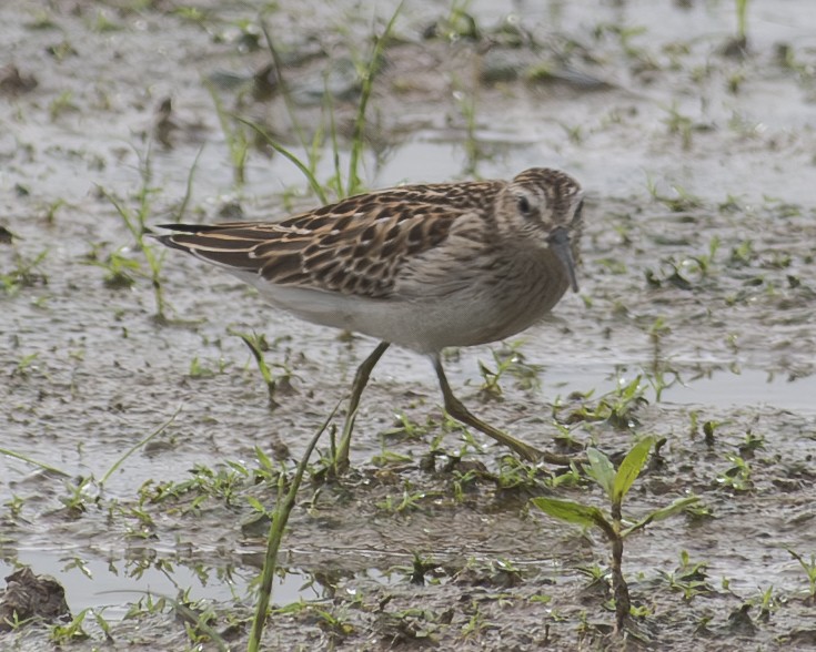 Least Sandpiper - ML608349617