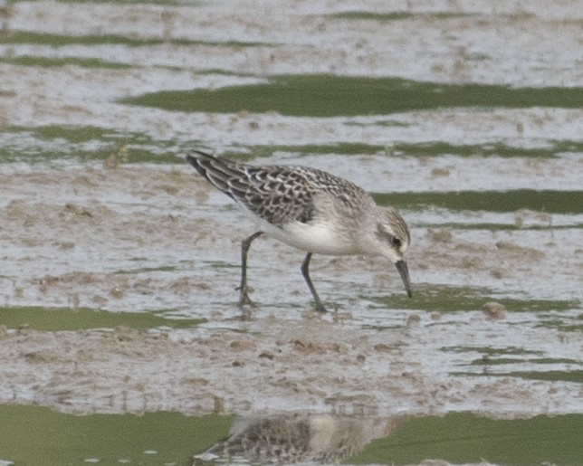 Semipalmated Sandpiper - ML608349622