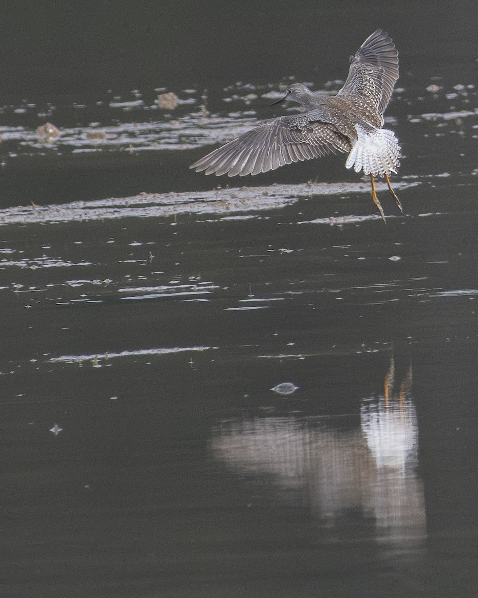 Lesser Yellowlegs - ML608349641