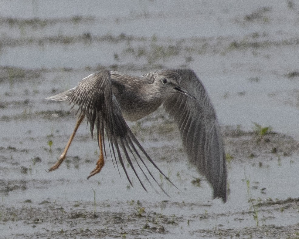 Lesser Yellowlegs - ML608349642