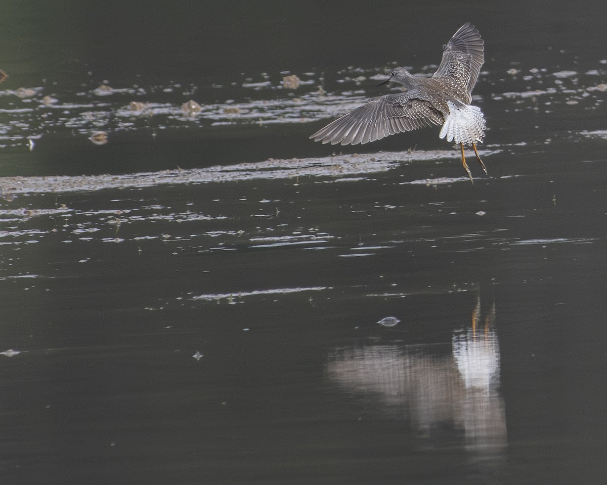 Lesser Yellowlegs - ML608349643