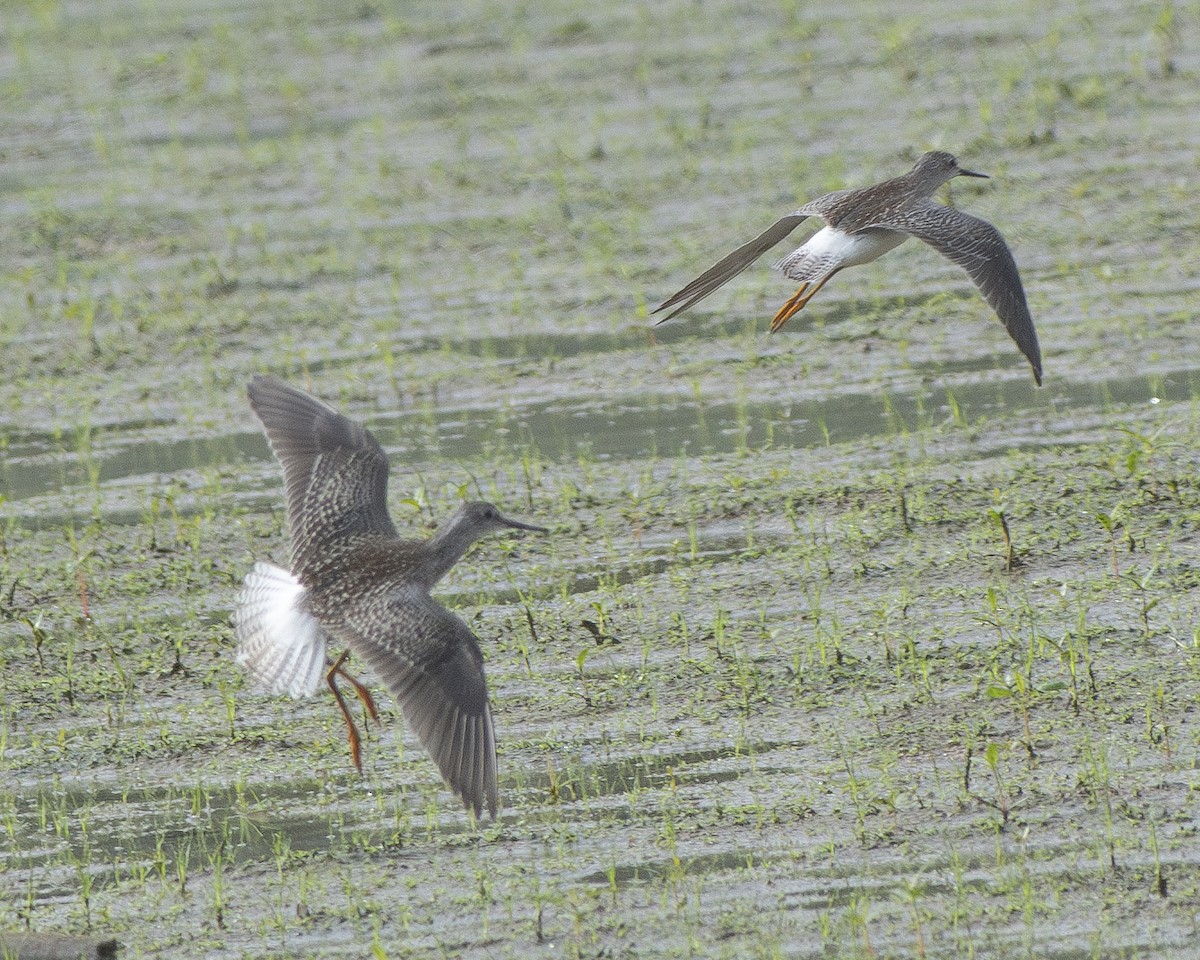 Lesser Yellowlegs - ML608349644