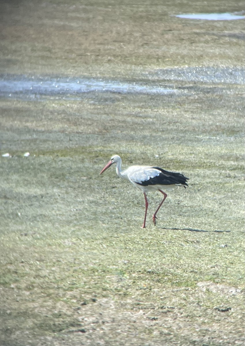 White Stork - Iain Fleming