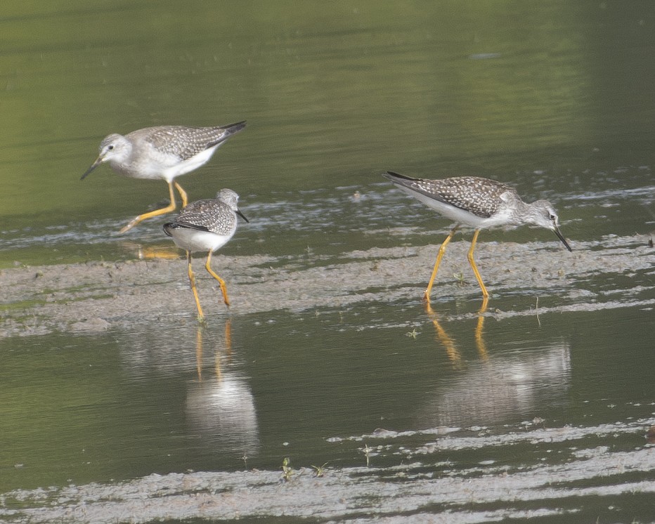 Lesser Yellowlegs - ML608349672