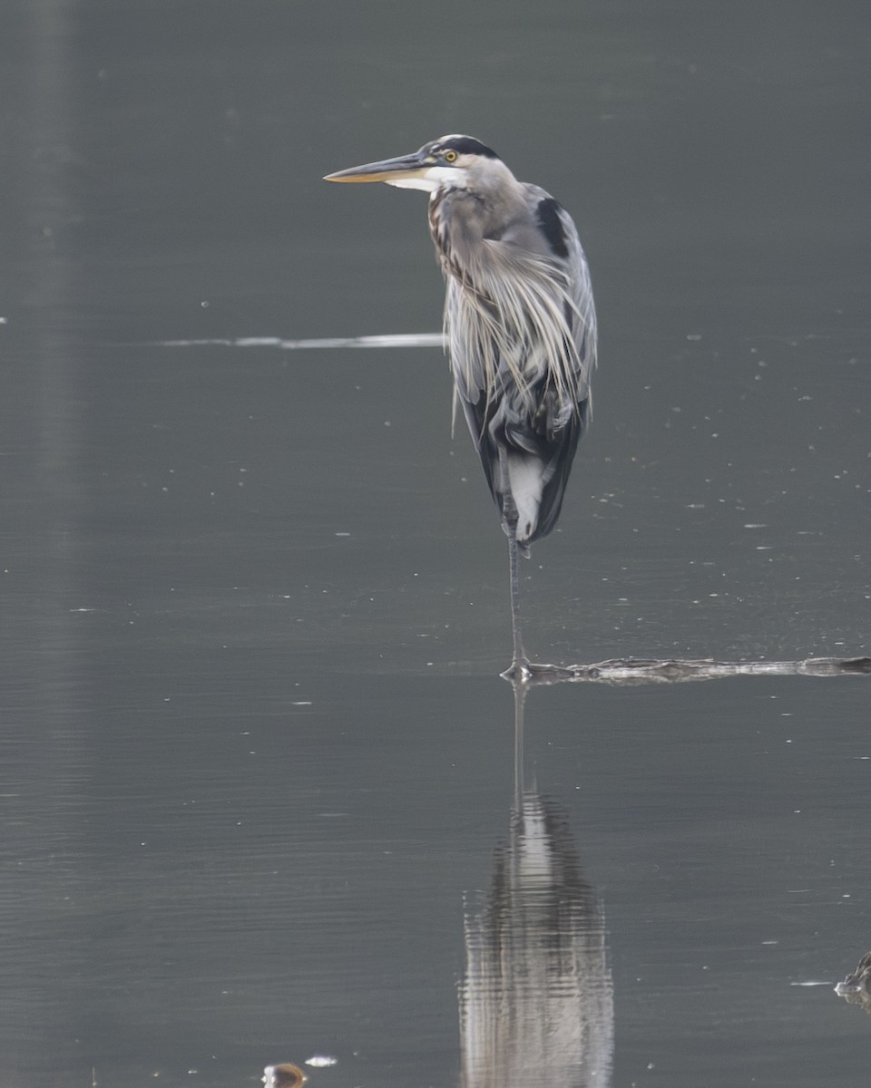 Great Blue Heron - Gary Hofing