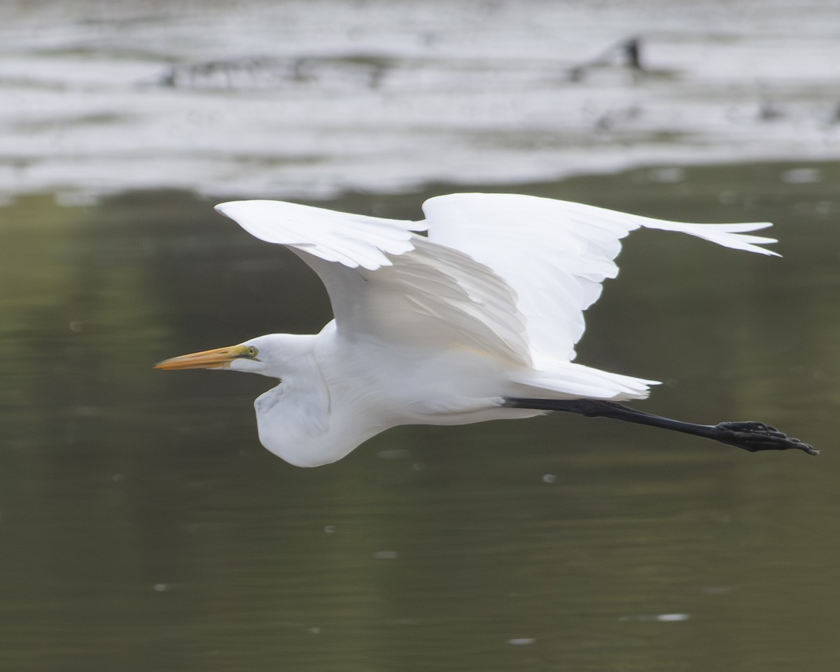 Great Egret - ML608349678