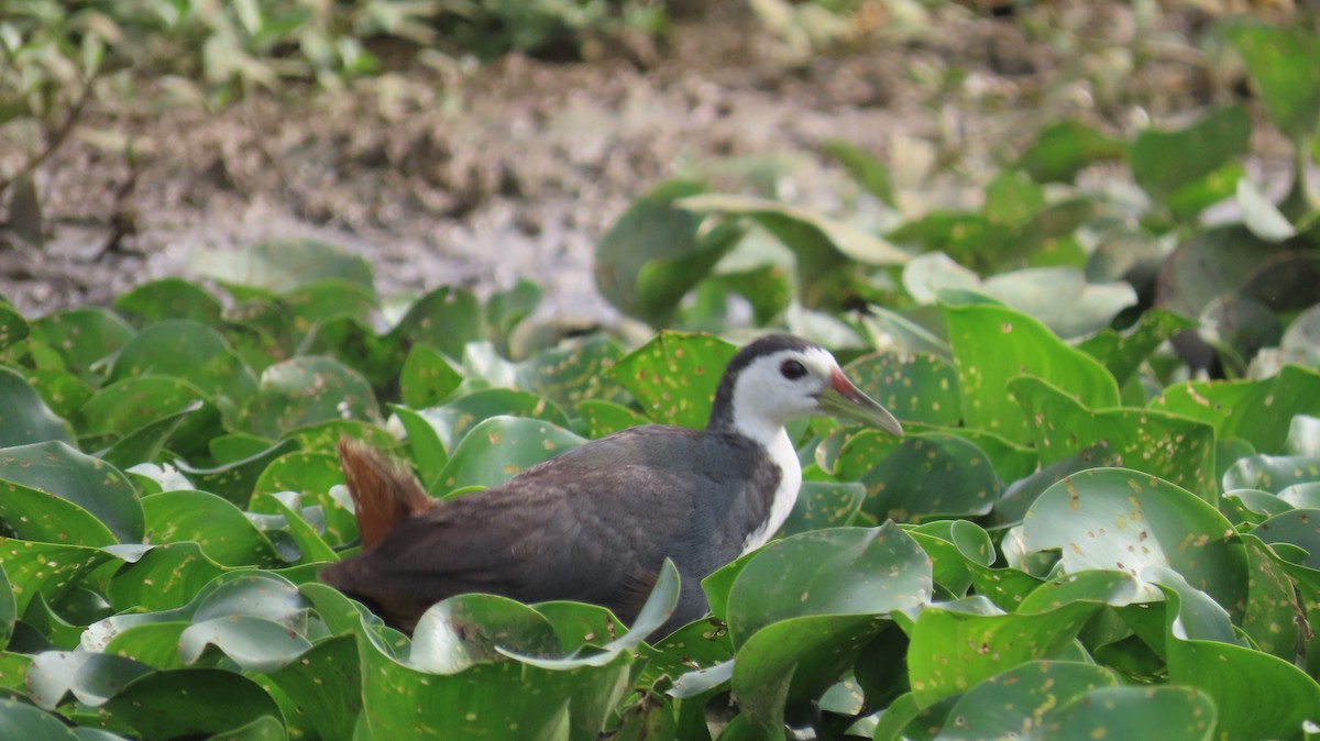 White-breasted Waterhen - ML608349679