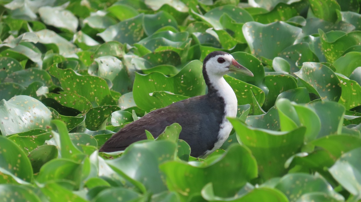 White-breasted Waterhen - ML608349681