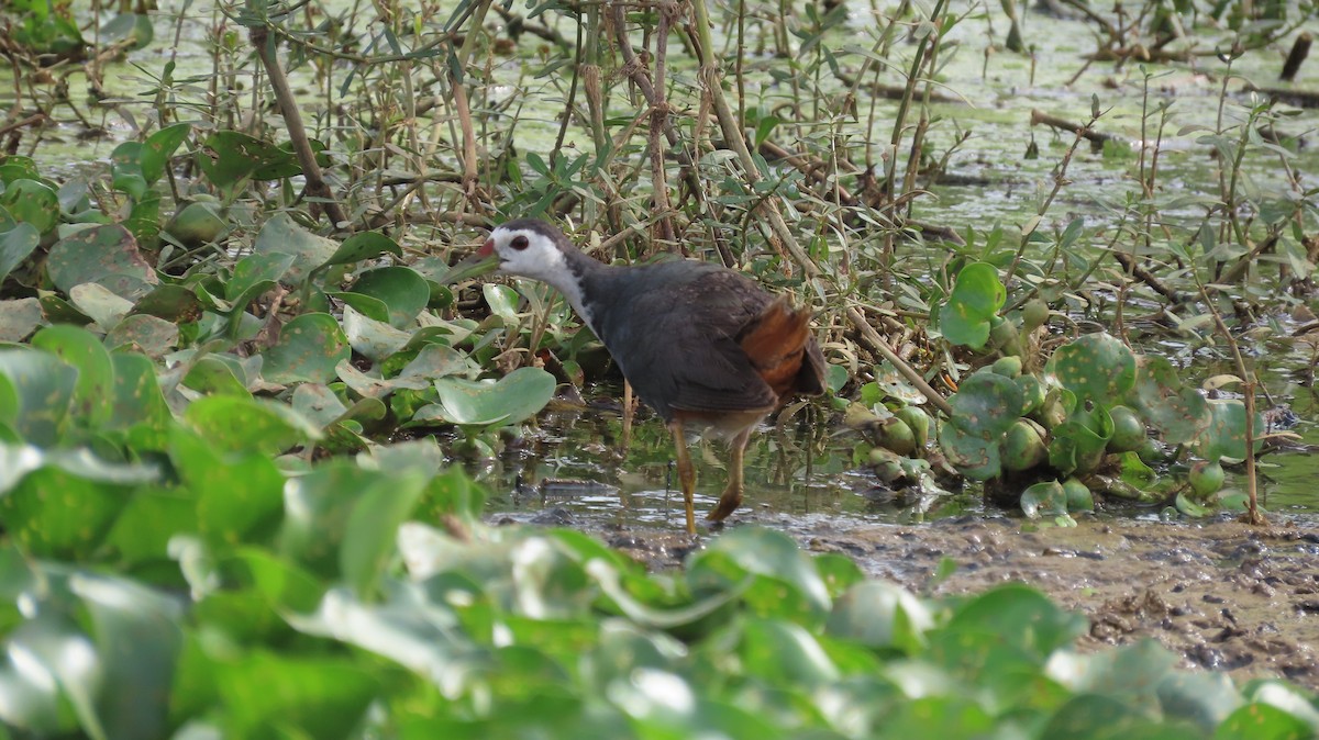 White-breasted Waterhen - ML608349682