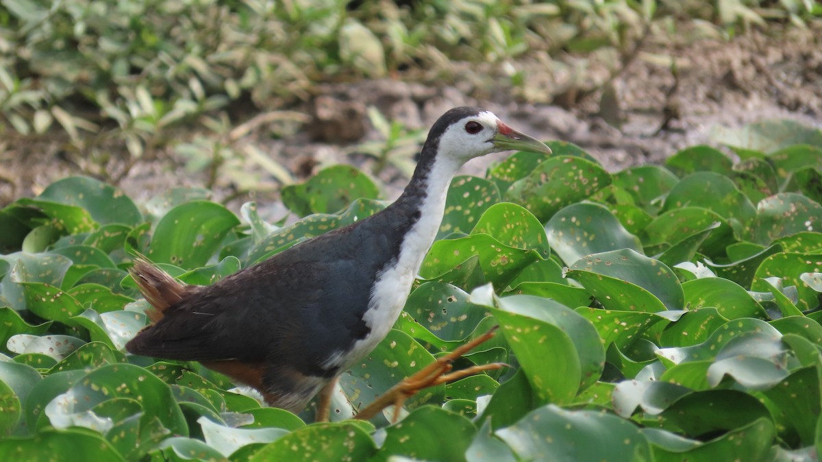 White-breasted Waterhen - ML608349683