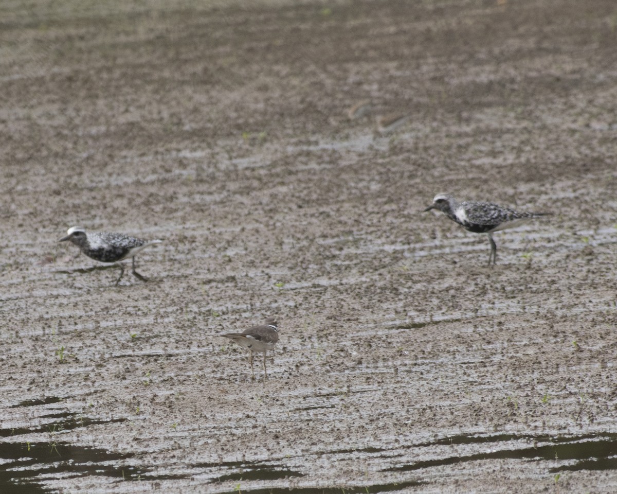 Black-bellied Plover - ML608349730