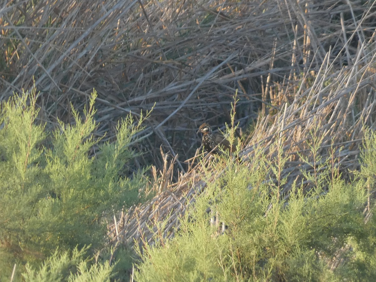 Black Francolin - Daniel Soria