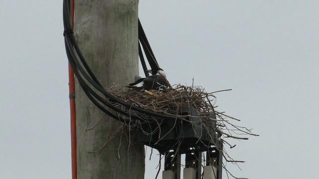 Australian Magpie (Western) - ML608349936