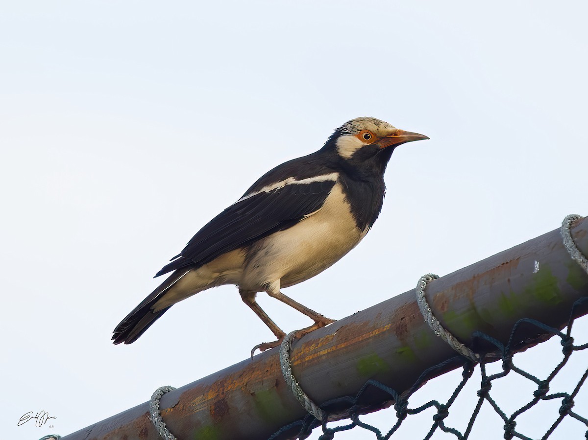 pied starling sp. - ML608350034