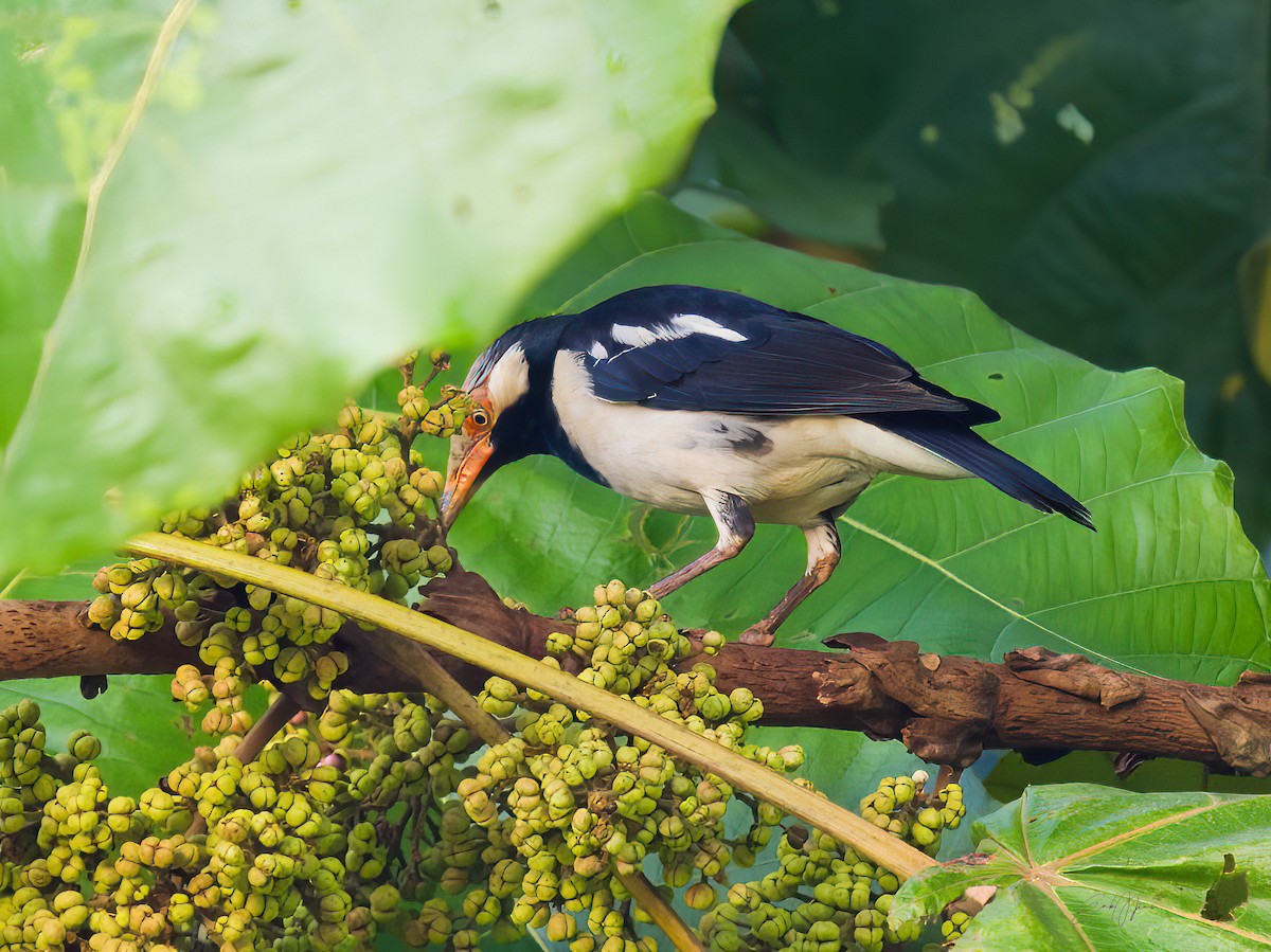 pied starling sp. - ML608350035