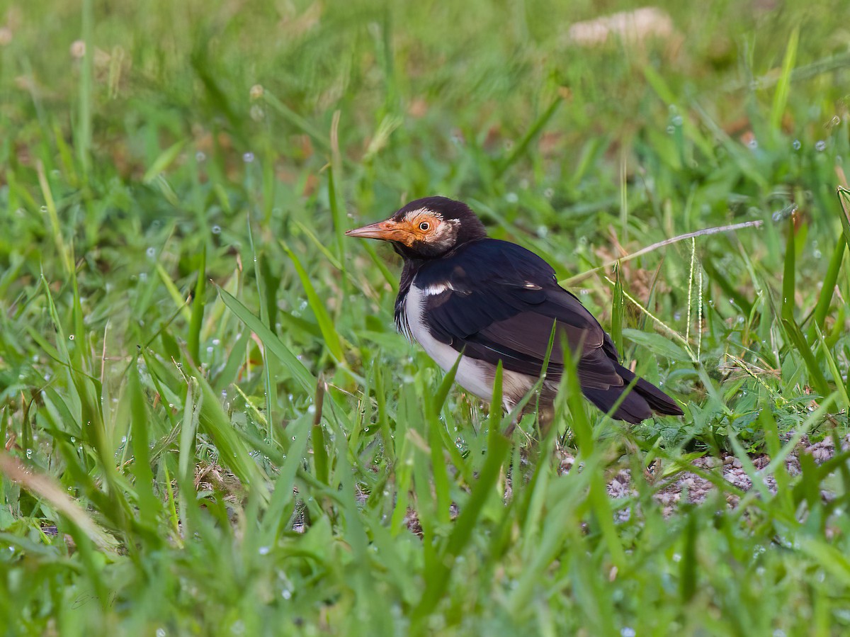 pied starling sp. - ML608350036