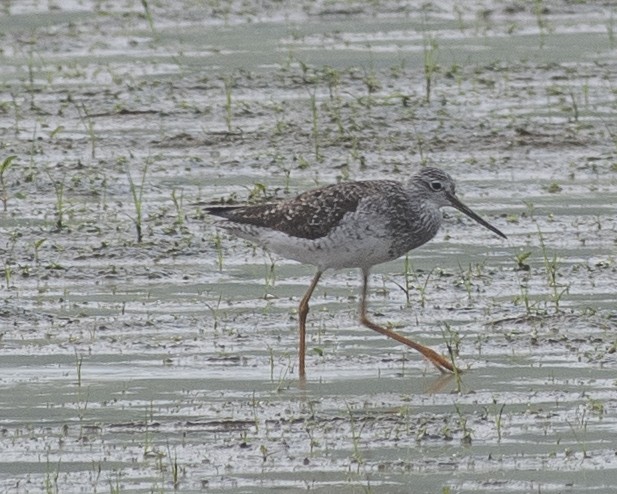 Greater Yellowlegs - ML608350043