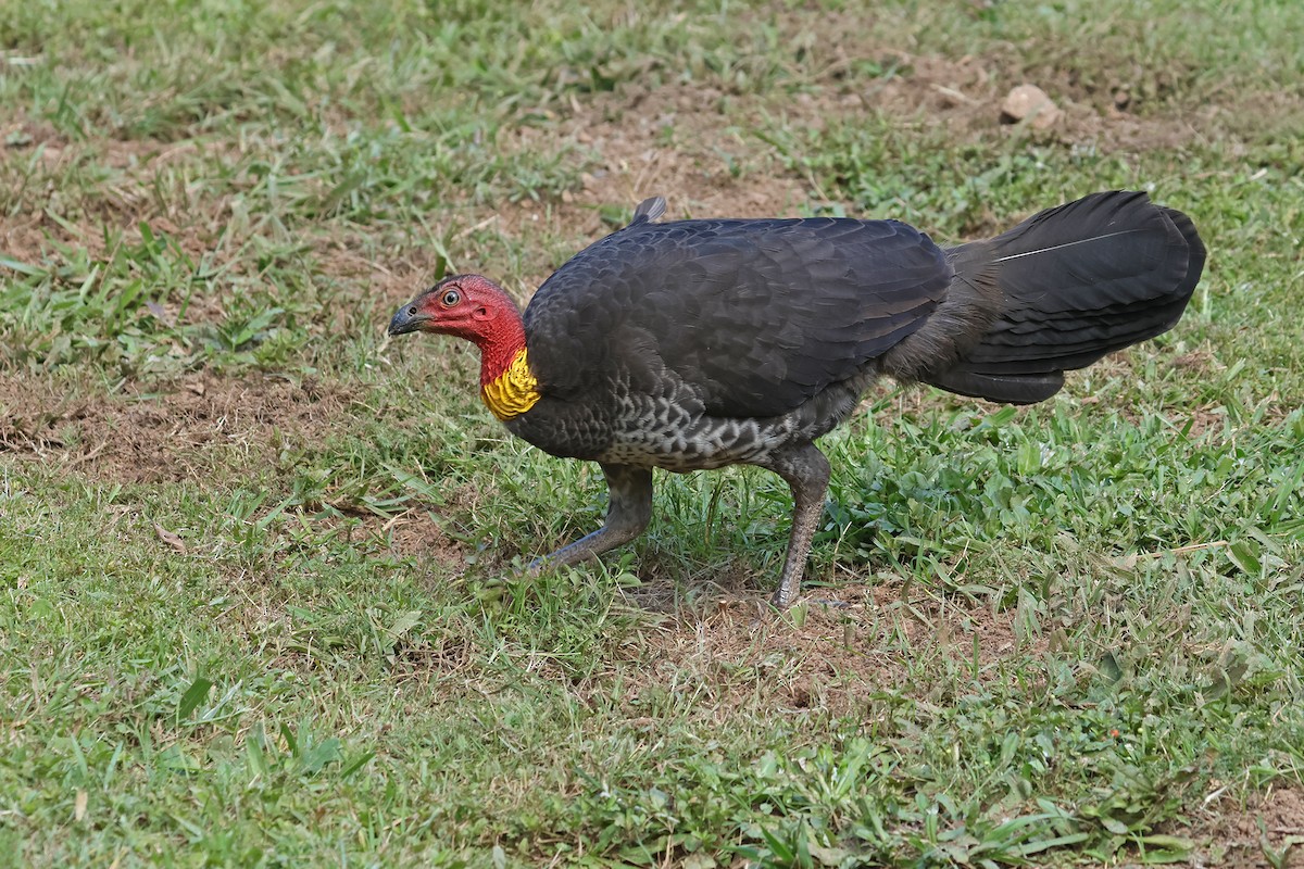 Australian Brushturkey - ML608350049