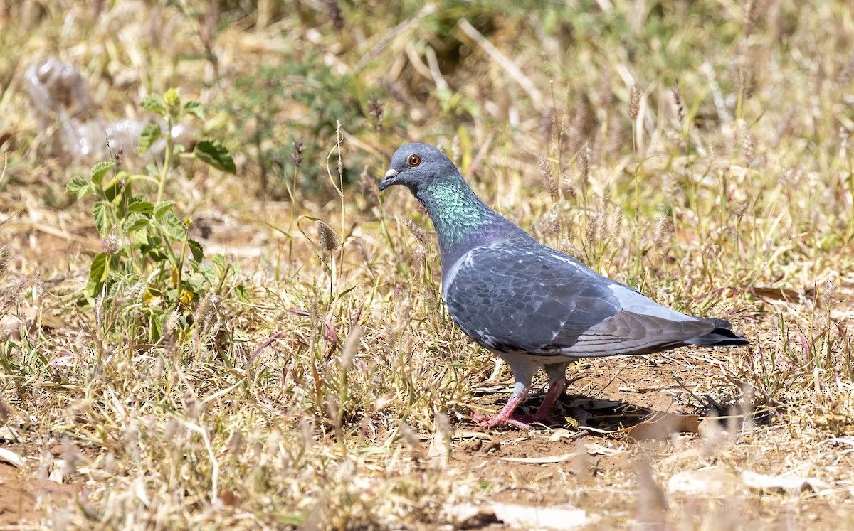 Rock Pigeon (Feral Pigeon) - Jill Duncan &  Ken Bissett