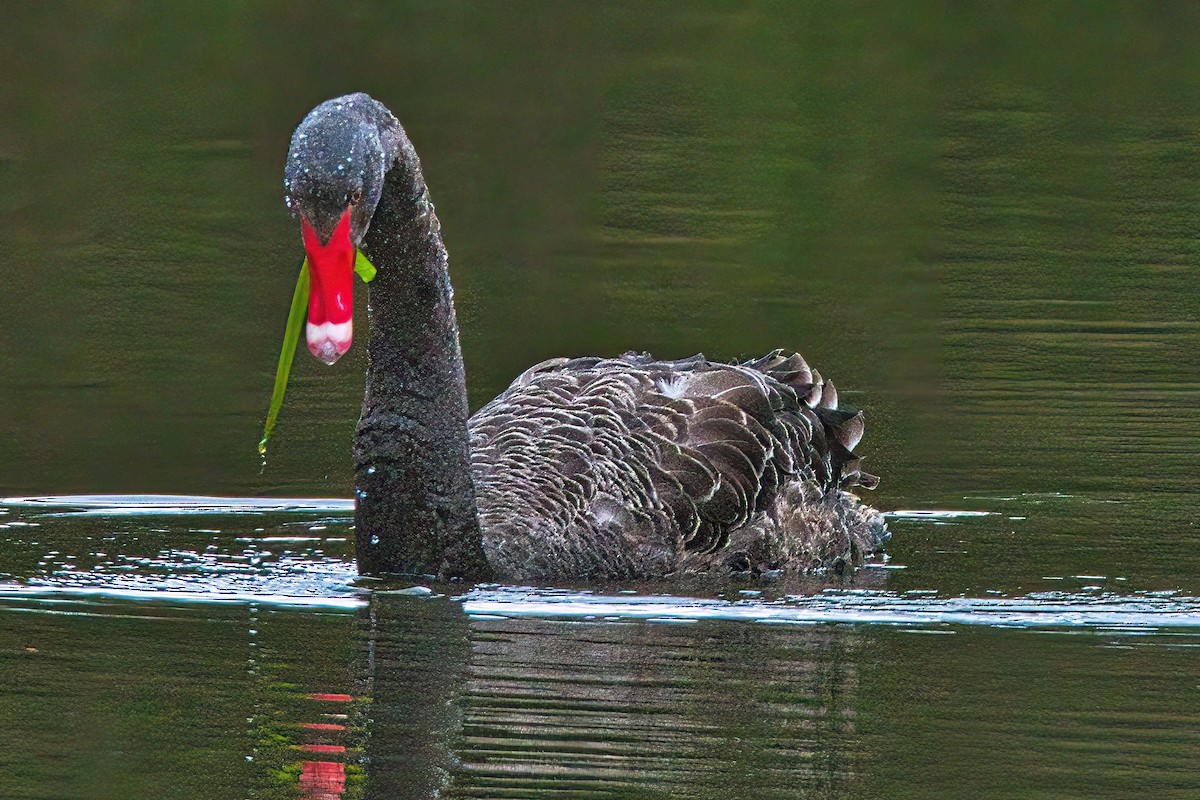 Cygne noir - ML608350065