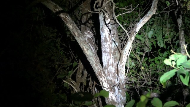 Marbled Frogmouth - ML608350097