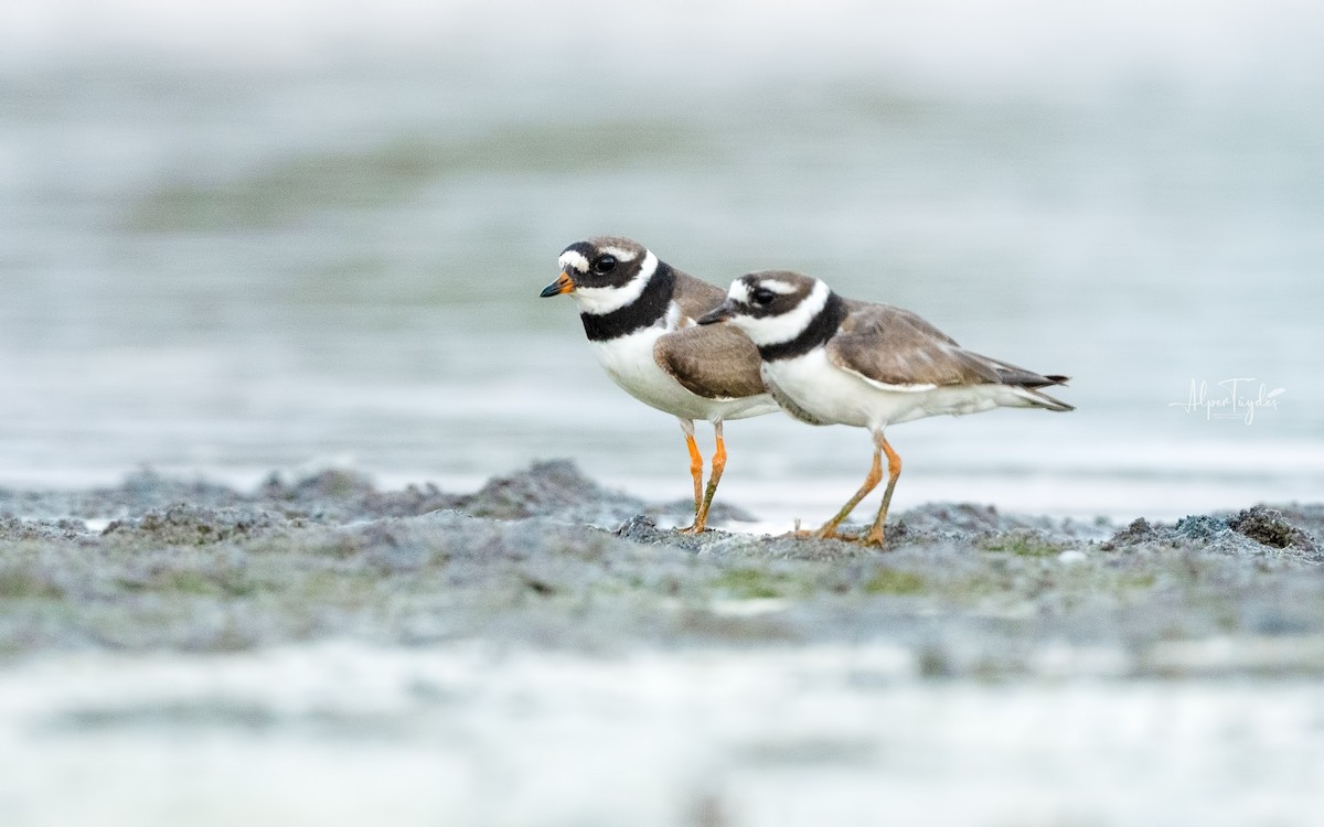 Common Ringed Plover - ML608350134