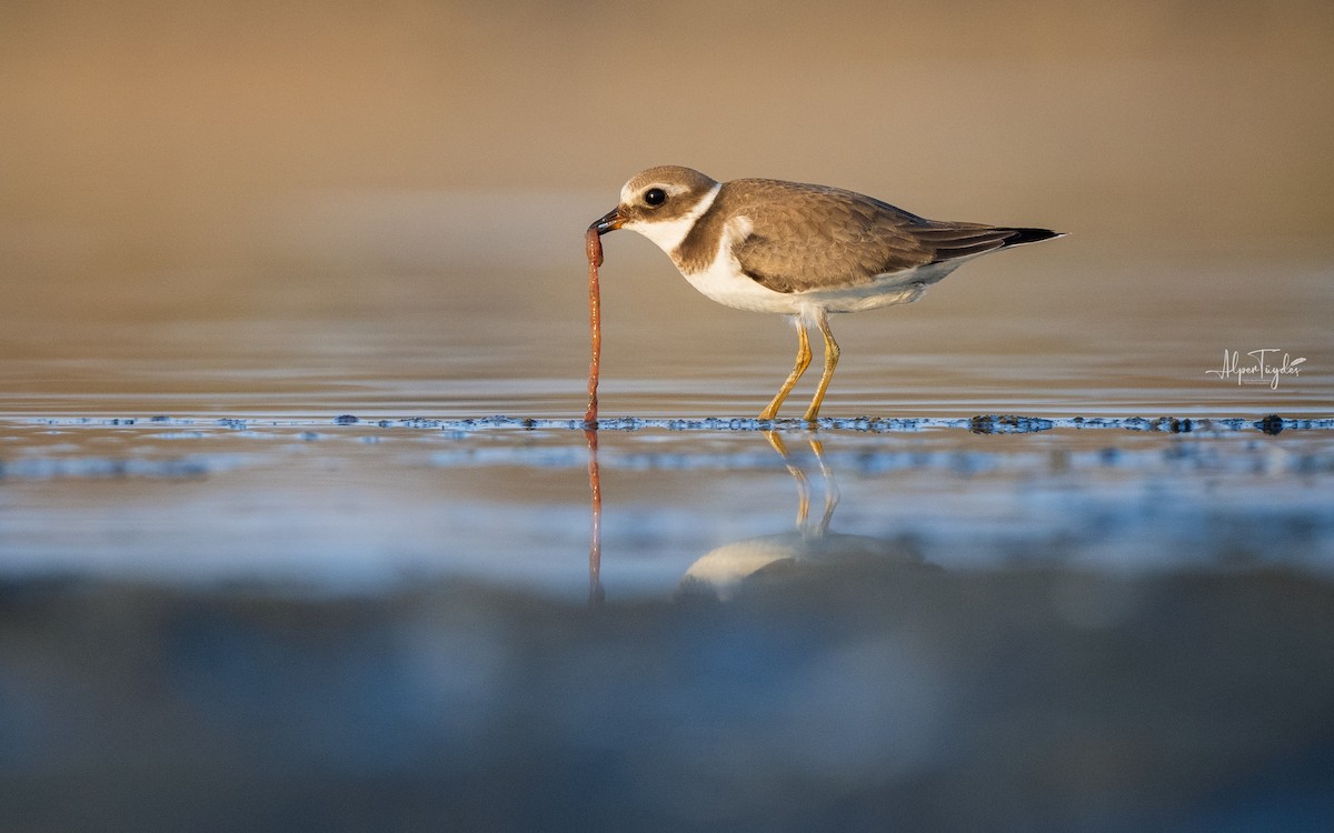 Common Ringed Plover - ML608350135