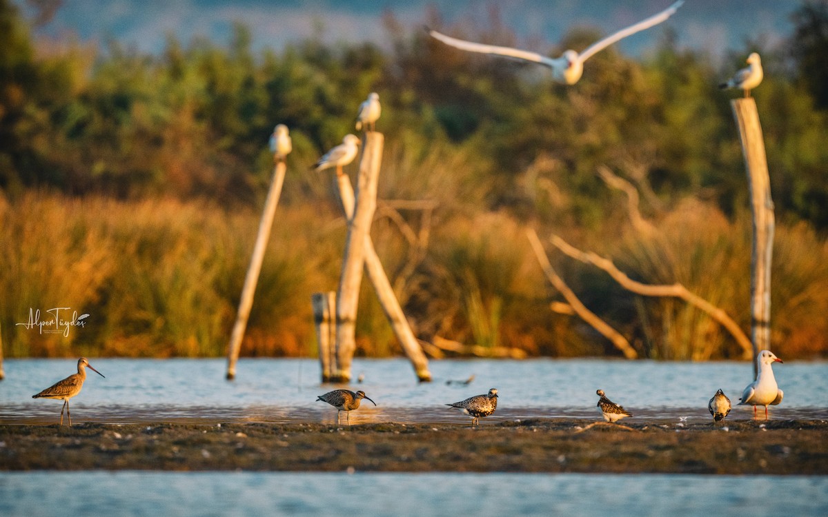 Black-tailed Godwit - ML608350143