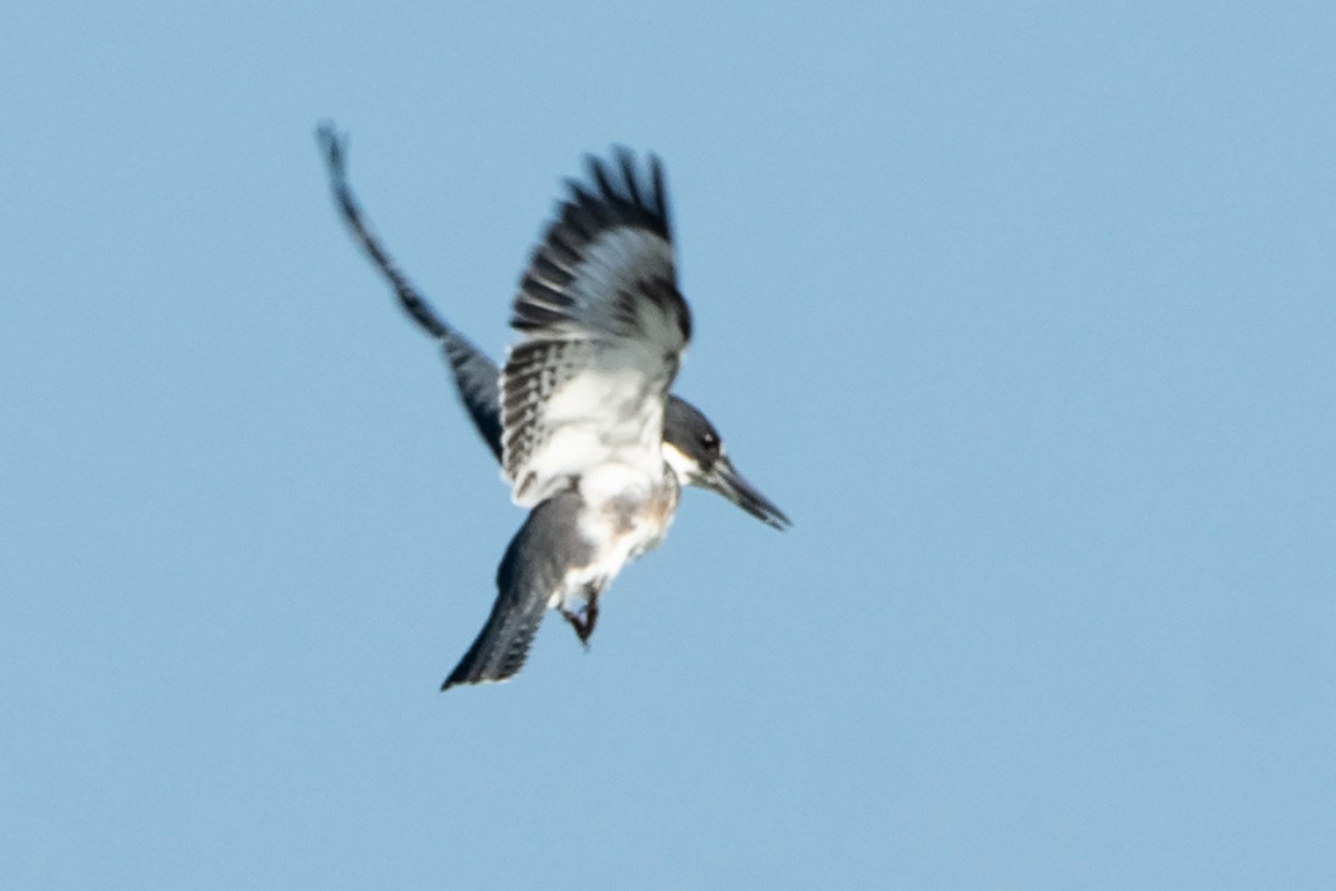 Belted Kingfisher - ML608350153