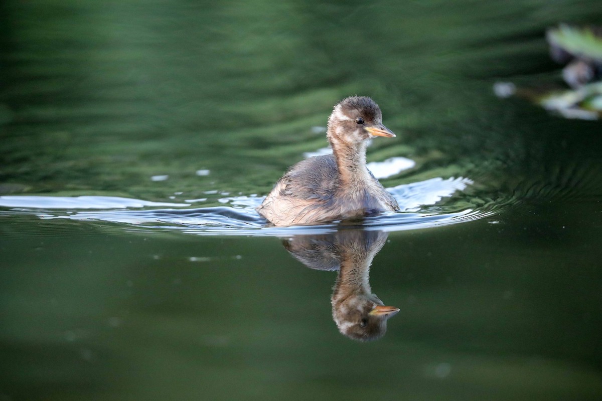 Little Grebe - ML608350191