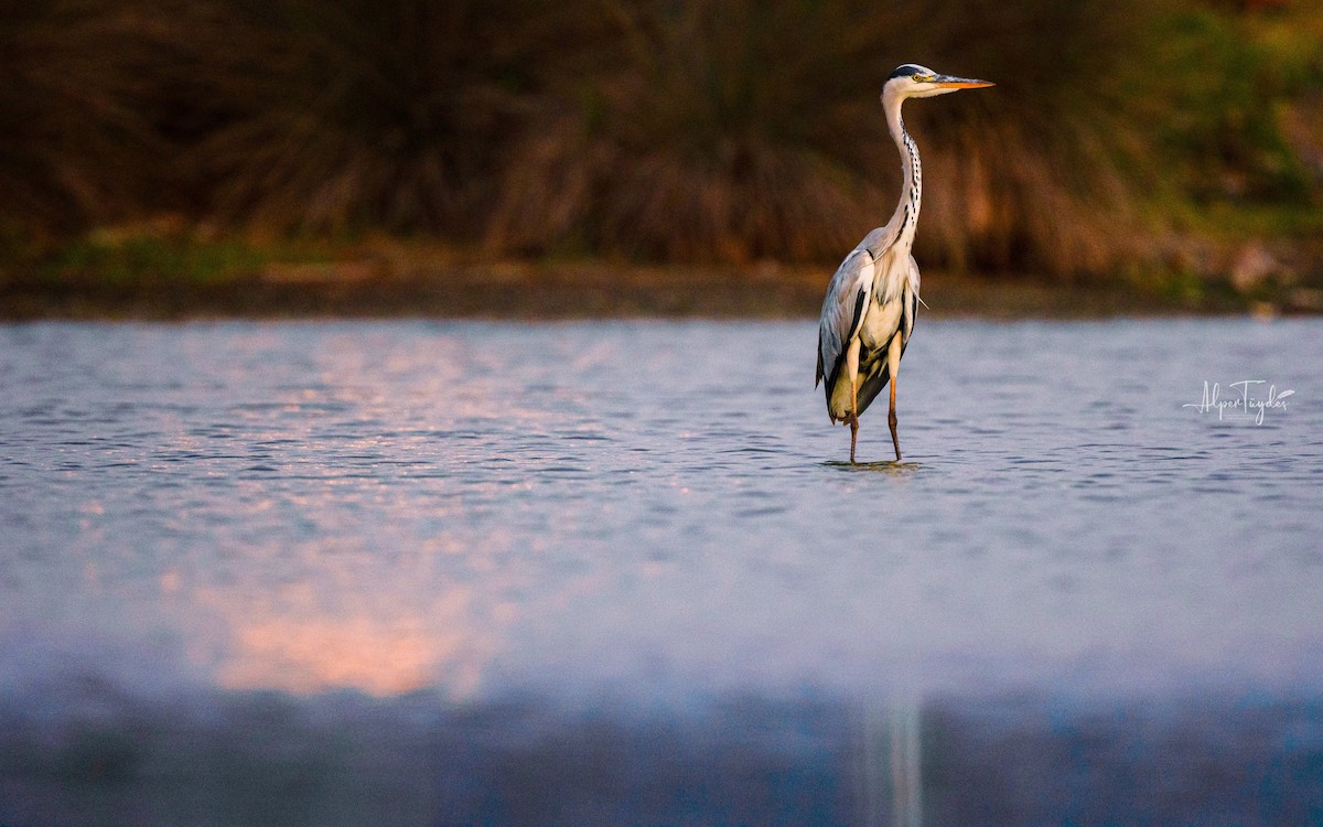 Gray Heron - ML608350192