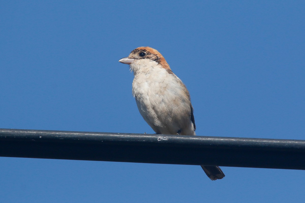 Woodchat Shrike - David Pérez