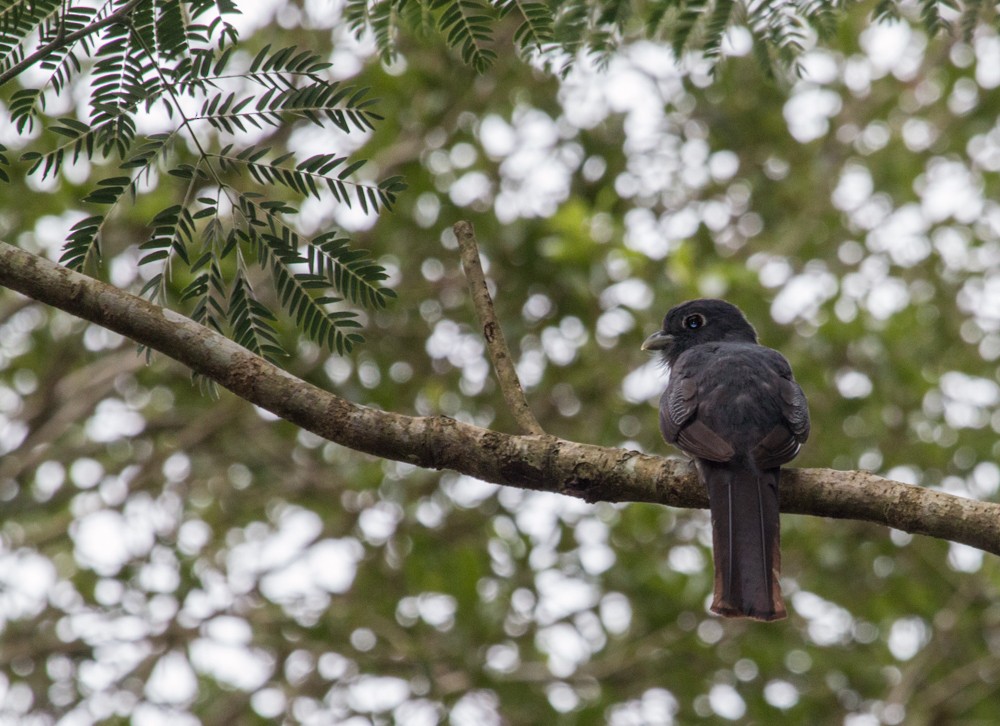 Surucua Trogon - ML608350325