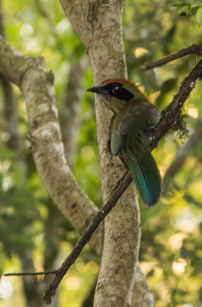 Rufous-capped Motmot - ML608350329