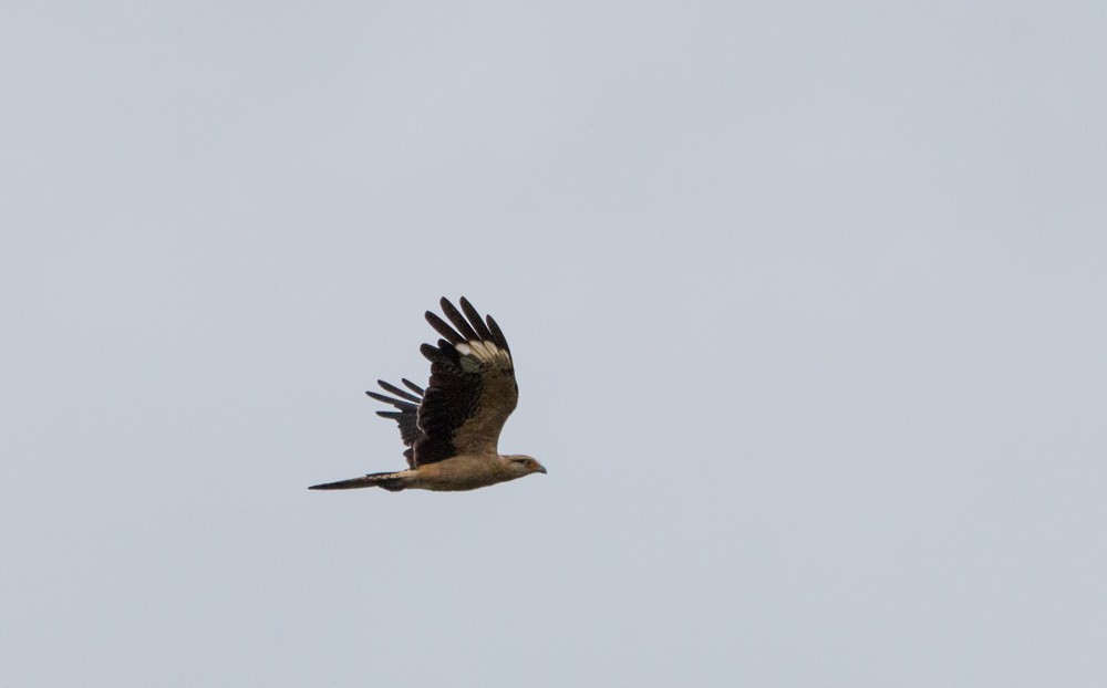 Yellow-headed Caracara - ML608350334